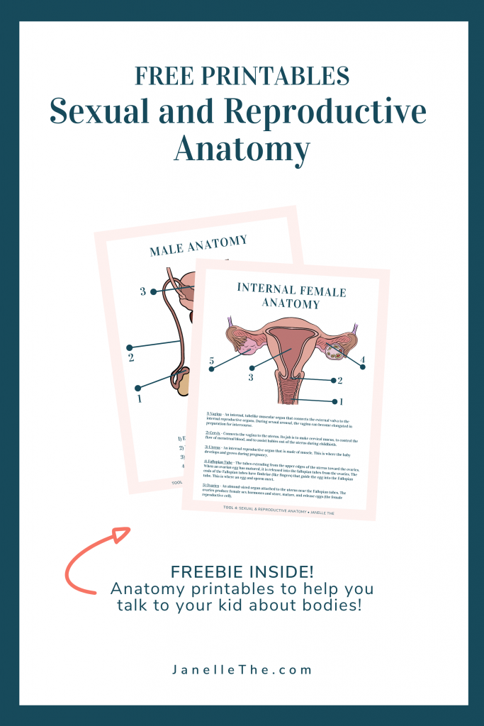 Free sexual and reproductive anatomy printables for parents. Comes with sexual health definitions and descriptions to help guide you and your kid through puberty and beyond.