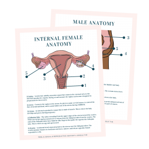 Free body part printables to teach kids about the reproductive system
